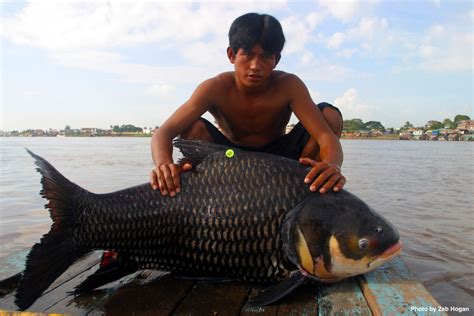 Connected Rivers Fish Migration In The Mekong Basin Fishbio