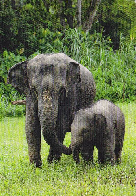 Postcard A La Carte Asian Elephants Singapore