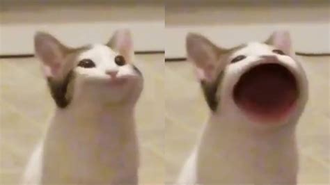 The Best Smiling Cat Meme Png Chromoidesz