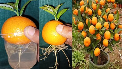 Propagate Orange Tree At Home How To Grow Orange Tree By Leaves Youtube