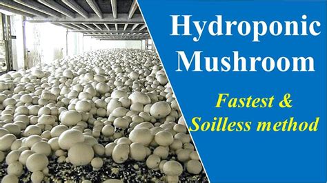 Hydroponic Mushrooms Amazing Soilless Mushroom Cultivation