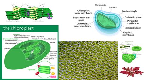 Chloroplasts Definition Characteristics Structure Location