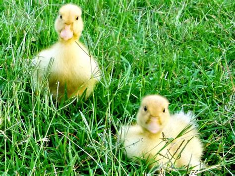 The variety of duck breeds is astounding. Duck Breeds for Backyard Flocks | HGTV