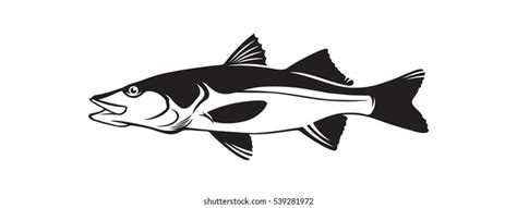 1094 Snook Images Stock Photos And Vectors Shutterstock