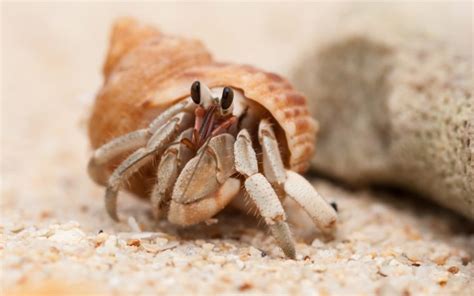 Sand Animals Hermit Crabs Wallpapers Hd Desktop And Mobile Backgrounds