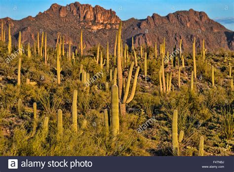 Landschaft gemälde, sonnenauf und untergang, traumbilder, naturwunder, schöne landschaften, landschaftsbilder, nationalpark, schöne orte, landschaftsbau. Saguaros, Tucson, Saguaro Kaktus Berg, Park, Arizona, USA, Amerika, Landschaft Stockfoto, Bild ...