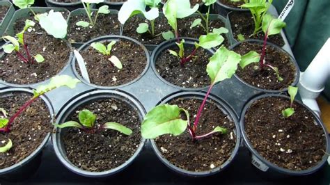 Seed Starting Tips How To Transplant Your Beet Seedlings Youtube