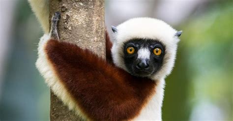 Amazing Madagascar Part 1 Unique Wildlife Blue Ventures Beyond