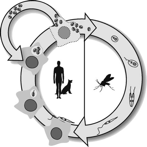 Life Cycle Of Leishmania Parasites Inside The Vector On The Right Download Scientific