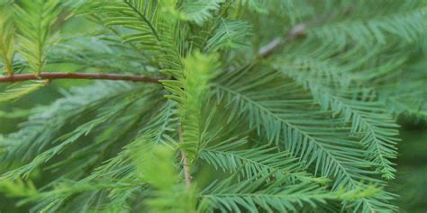 Tree of the Month: Bald Cypress | Casey Trees