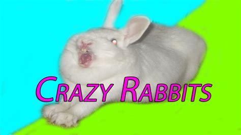 Crazy Rabbits Youtube