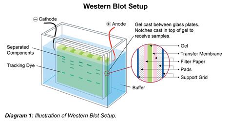 General Western Blot Protocol Leinco Technologies