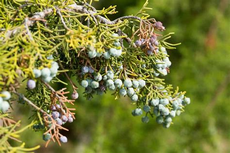 12 Different Types Of Juniper Shrubs And Trees Homeporio