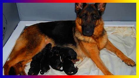 German shepherd dogs can stand as high as 26 inches at the shoulder and, when viewed in outline, presents a picture of smooth, graceful curves rather than angles. Must See ! German Shepherd Dogs Give Birth And Play With ...