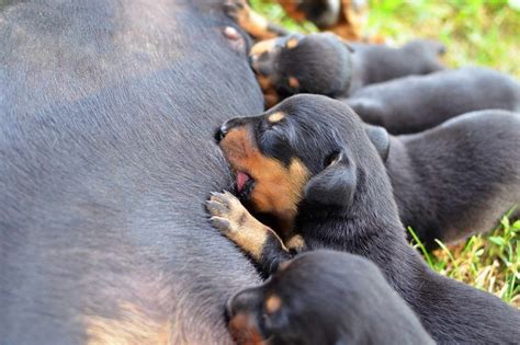 Los Sorprendentes Signos De Mastitis En Perros Y Cómo Ayudar A Que Su