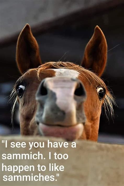 Funny Horse Memes Funnyanimalpictures Funny Horse Pictures Funny