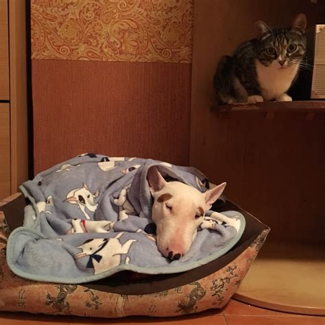 Cat blankets help keep your cat warm, and you can line your cat bed with it so they can get used to sleeping on the bed without waiting for you to cuddle them. Soft Fleece Cat Bullterrier Bulldog Blankets For Bed Mats ...