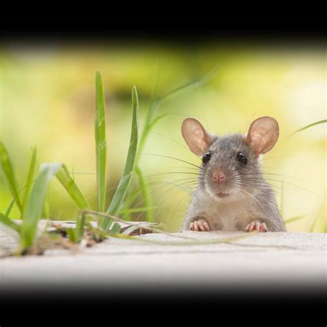 World Rat Day April 4 2023 National Today