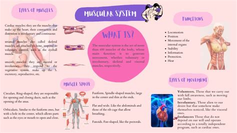 Muscular System Mindmap Pdf Skeletal Muscle Physiology