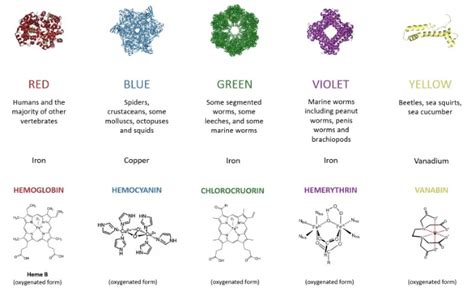 Difference Between Hemocyanin And Hemoglobin Relationship Between