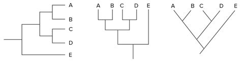 What Does Each Branch Point On An Evolutionary Tree Represent