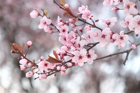 Cherry Blossom Season In Bcs Capital City Fairmont Empress Victoria Bc