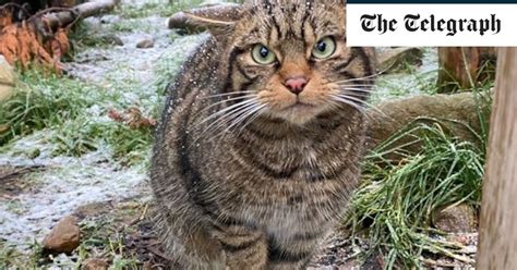 Endangered Captive Bred Scottish Wildcats To Take First Steps Into Wild