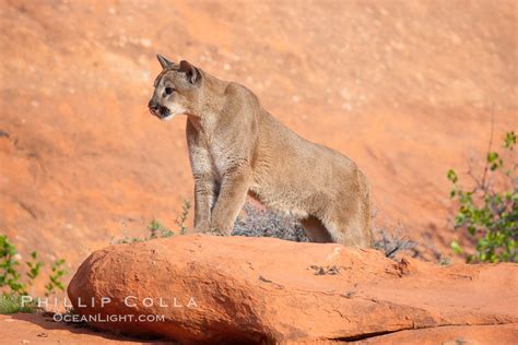 Mountain Lion Puma Concolor Photo 12351