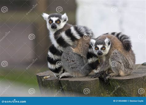Female Lemur With Her Baby Stock Photo Image Of Outdoors 21454488