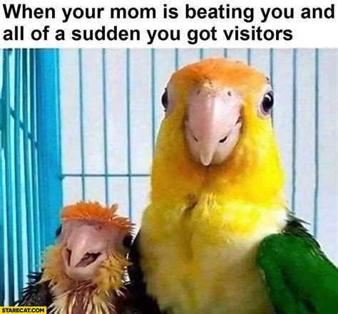 Bird Memes