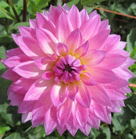 Red dahlia flowers are perfect when set against the greenery and leafy backgrounds. miss delilah dahlia - Google Search | Delilah flower ...