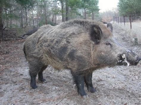 Countdown To My Russian Boar Hunt In Maine By Ed Hale