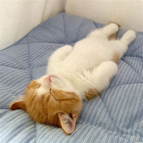 This Cute Kitten Is Going Viral On The Internet For His Adorable Way Of Sleeping Catlov