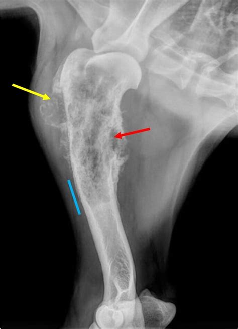 Osteosarcoma X Ray Dog