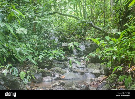 A Lush Rainforest Stream Gunung Leuser National Park Sumatra