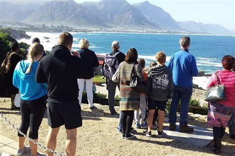 Hermanus Whale Watching Tour From Cape Town Cape Town Project