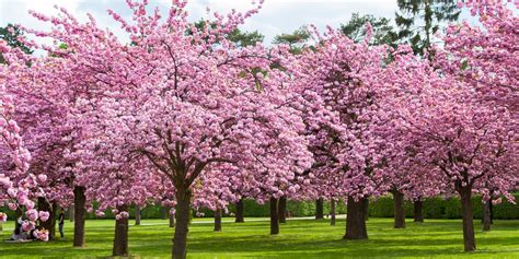 25 Cherry Blossoms Facts Things You Didnt Know About Cherry Blossom