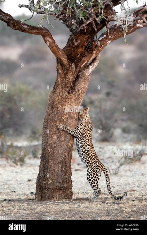 Leopard Marking Tree Hi Res Stock Photography And Images Alamy