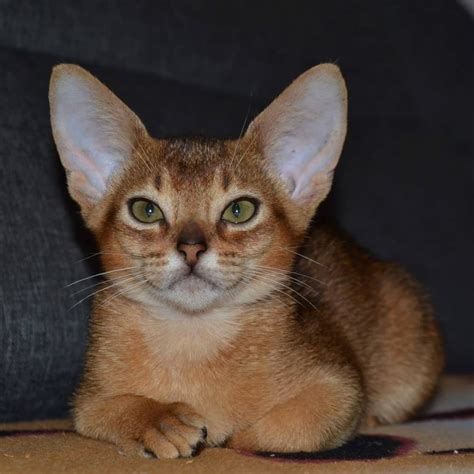 Abyssinian Cat For Sale In The City Of Dnipro Ukraine Price 424