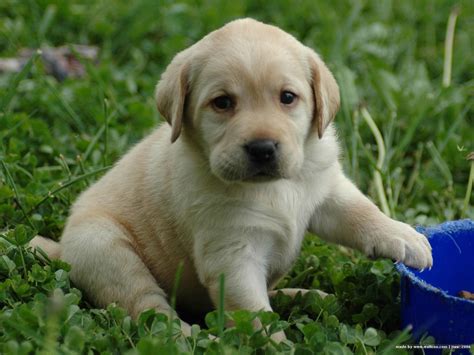 Lovely Labrador Retriever Puppy Photo And Wallpaper Beautiful Lovely