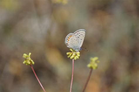 Lupine Blue Butterfly Plebejus Lupini Lyons Creek Trail Flickr