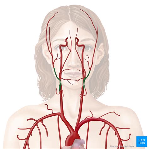 It supplies structures present in the cranial cavity and orbit. External carotid artery and its branches | Carotid artery, Internal carotid artery, Arteries