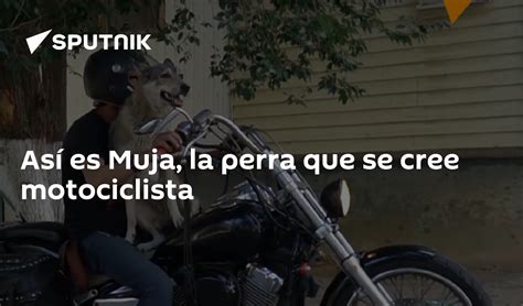 Así Es Muja La Perra Que Se Cree Motociclista 14082019 Sputnik Mundo