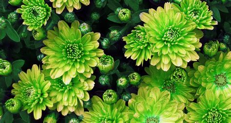 18 Types Of Green Flowers Proflowers Blog