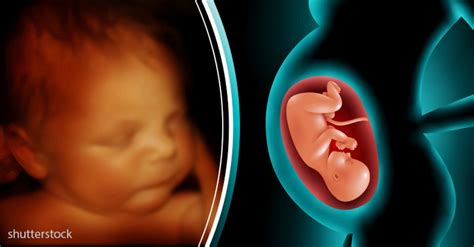 mira en 4 minutos el desarrollo de un bebé dentro del vientre materno via ritmo