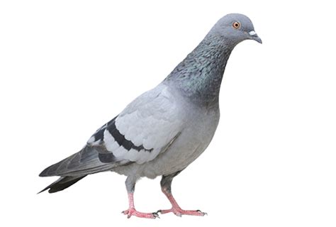 Download Columbidae Pigeon Domestic Free Png Hq Hq Png Image Freepngimg