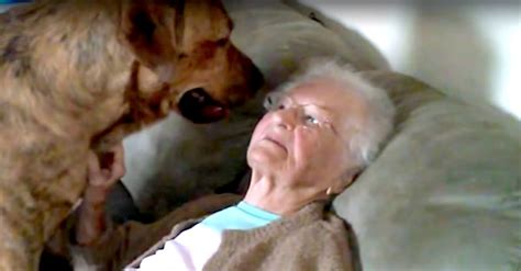Sweet Gigantic Dog Loves To Visit Grandmas House
