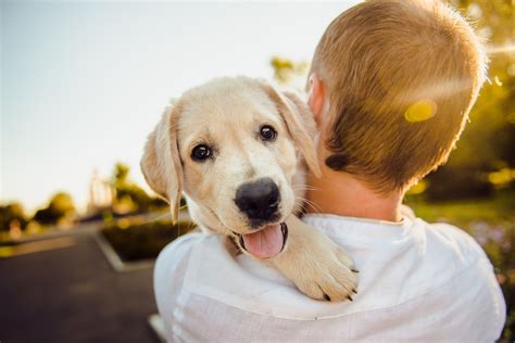 How To Make Your Dog Happier 5 Key Tips