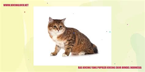 Kucing Ekor Bundel Indonesia Pesona Dan Keunikan Yang Menggemaskan
