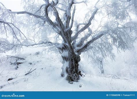 Forest In Winter With Frozen Trees Stock Photo Image Of December